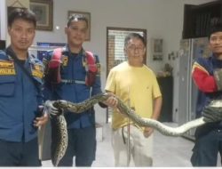 Ular Sanca 3 Meter Muncul di Belakang Kompor Warga Bogor, Hiii!