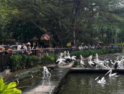 7.000 Wisatawan Menikmati Hari Cuti Bersama Waisak di Ragunan, Jakarta.