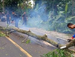Darurat Pohon Tumbang, BPBD Pandeglang Aksi Cepat Tebang Belasan Batang