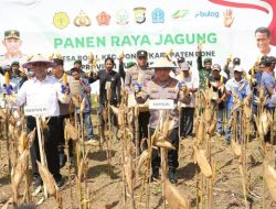 Kapolri dan Mentan Panen Raya Jagung di Bone, Dukung Ketahanan Pangan Nasional – Update 1