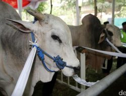 “Cara Ikut Kurban di Masjid Istiqlal, Simak Ketentuannya Sebelum Terlambat!”