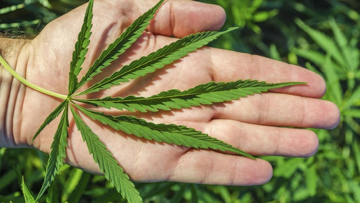 7 Kg Ganja Beredar di Kalideres, Polisi Tangkap Kurir di Tengah Aksi!