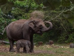 “2 Cukong Perambah TNTN Ditangkap, Polda Riau Terapkan Tindakan Tegas untuk Lindungi Lingkungan”