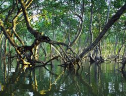 Dukung Green Policing, Pemkab Meranti Rancang Perda Mangrove