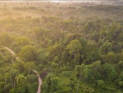 “Mengembalikan Hutan Tesso Nilo: Gagasan Berani untuk Menyelamatkan Gajah dari Kehancuran”