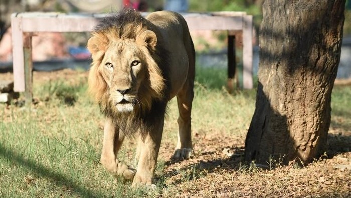 Ngeri! Singa Lepas Berkeliaran di Jalanan Pakistan, Serang Wanita-Anak, Pemerintah Terancam Krisis Kemanusiaan